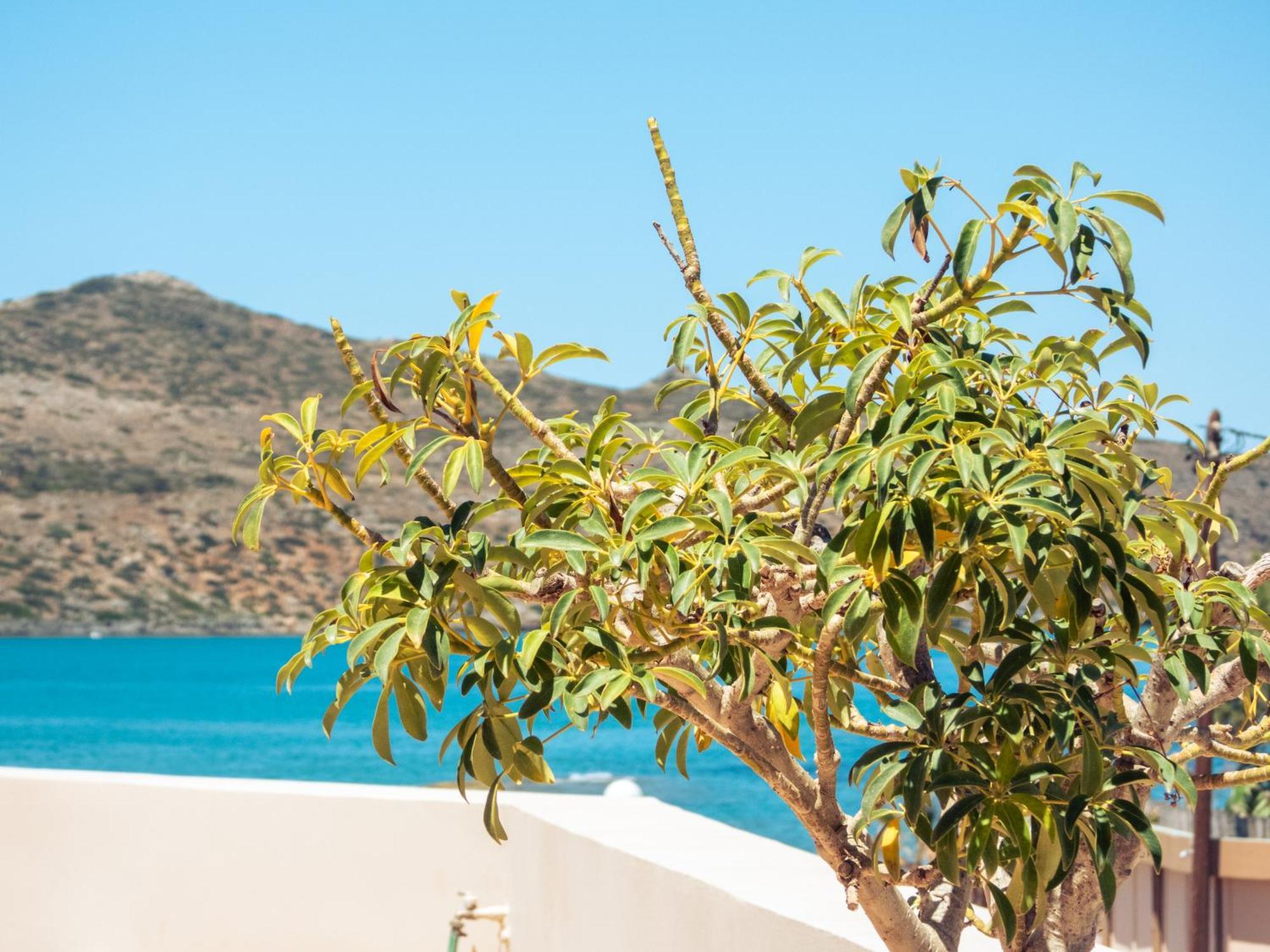 Chrispy Beach Resort, Agia Marina Exterior foto